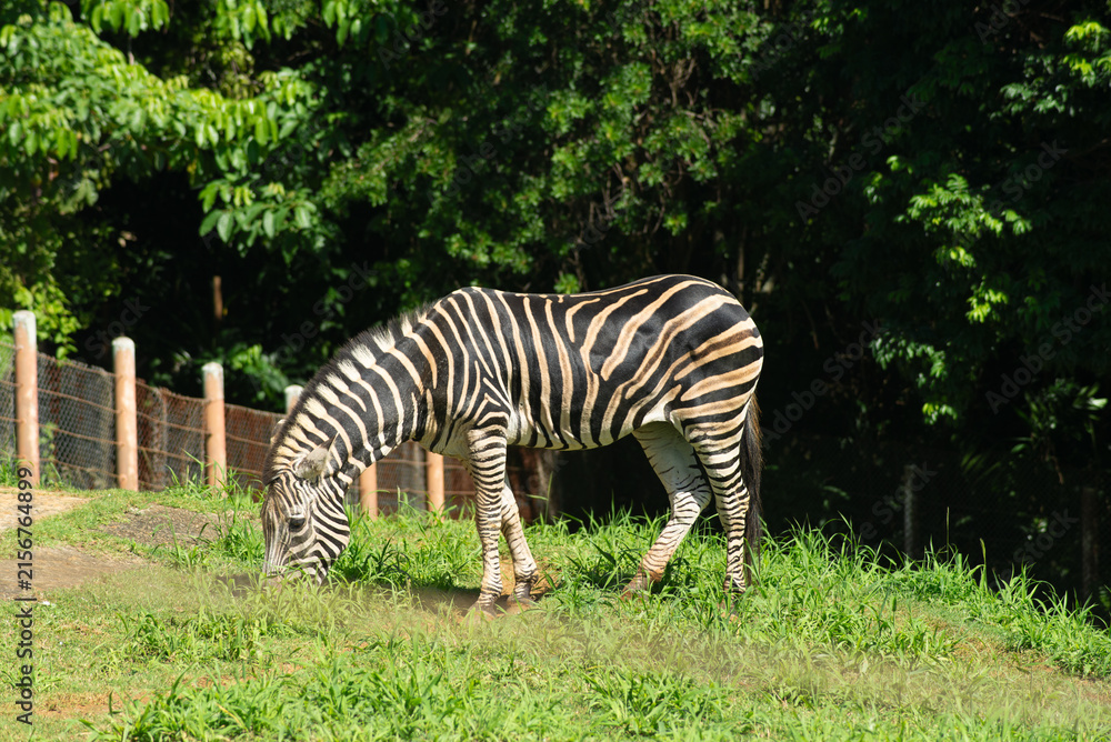 Naklejka premium Zebra grazing at the zoo