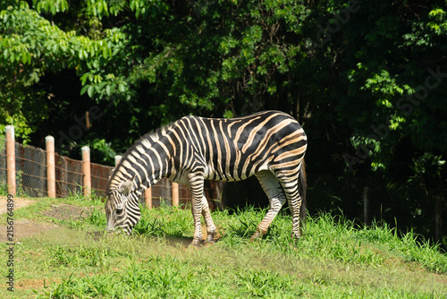 Canvas Print Zebra grazing at the zoo