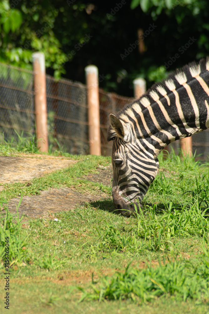 Naklejka premium Zebra grazing at the zoo