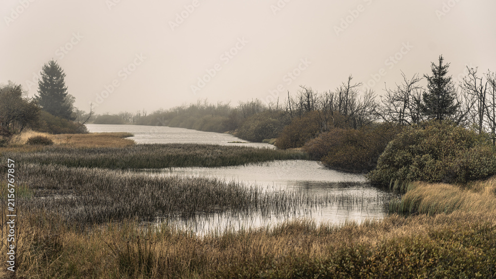 Fototapeta premium Fog covers the swamp, and the water reflects the gray sky. Plants grow along the edges, and trees are visible in the distance. This scene shows the quiet of a foggy morning.