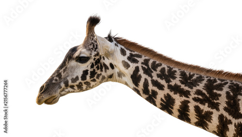 Fotografie Giraffe head and neck with distinctive spotted pattern, isolated on transparent