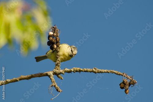 Blue tit perched on a lichen-covered branch against a clear blue sky
