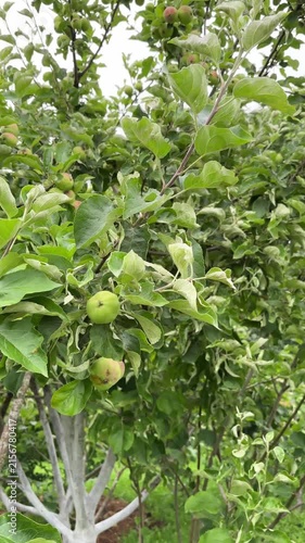 Turning the camera from left to right, there is a young apple tree with green apples and beautiful lush foliage in the frame, summer time, vertical video.