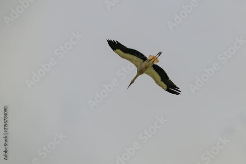 White stork soars against overcast sky. Its wings spread wide as it glides upward. Black wingtips contrast with its pale body. Feathers catch soft light during flight. Bird appears mid-air