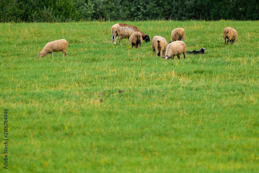 Obraz premium Sheep graze in a lush green field. Some sheep stand while others eat grass. Few sheep are scattered across the meadow. Yellow flowers dot the grassy landscape. Green trees frame the distant background