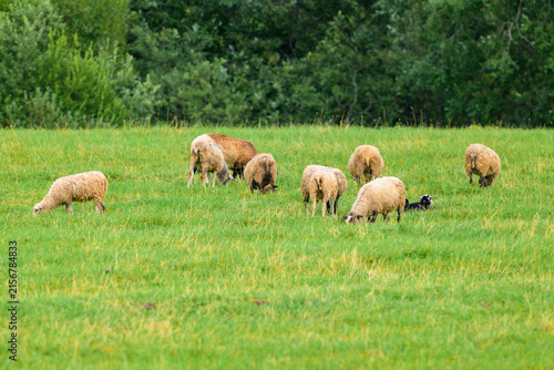 Sheep graze in a lush green field. They eat grass peacefully. Trees form a dense background. Scene is tranquil and natural. Sunlight softly illuminates the grass. Animals move slowly, undisturbed