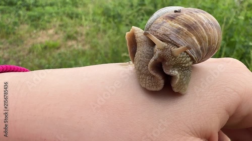 Snail emerging from shell onto hand