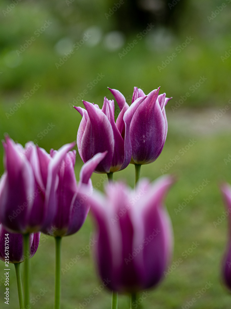 Obraz premium purple tulip flower