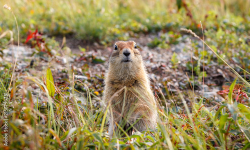 Fotografía Close up view of a Beringian ground squirrel Urocitellus parryii standing on a tundra meadow