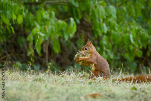 Eurasian red squirrel sitting upright on its hind legs and holding a clump of moss in its front paws