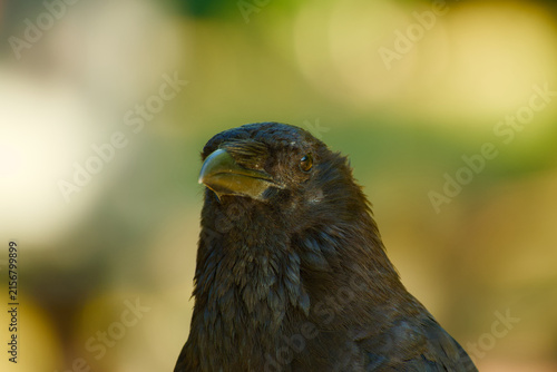 Common raven in close-up, looking toward the camera with dark glossy plumage and a large black bill against a softly blurred background.