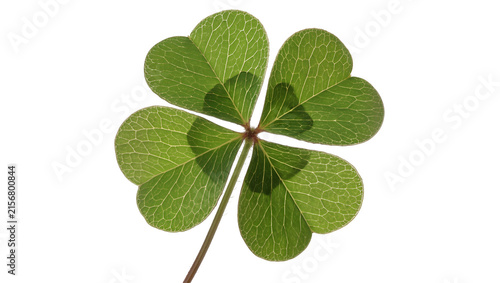Quadro su tela Four-leaf clover with detailed veins, isolated on transparent background