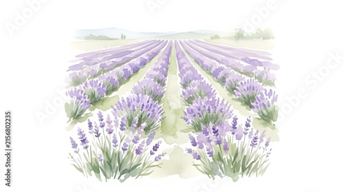 Lavender field isolated on PNG background.
