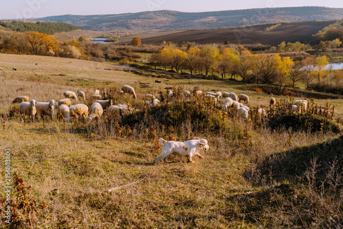 Shepherd dog guarding sheep flock on autumn hillside