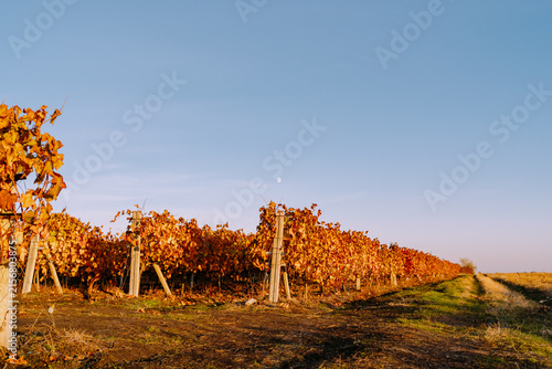 Autumn vineyard rows under clear sky with moon