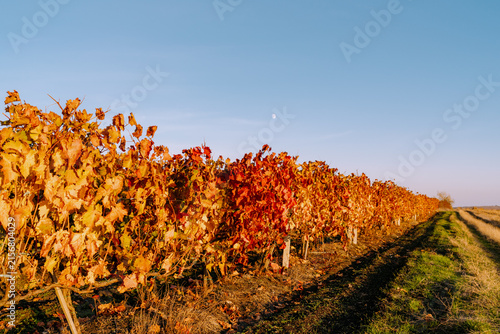Fiery red vineyard rows stretching under crescent moon