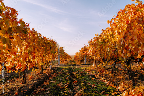 Path through colourful vineyard rows in autumn after harvest