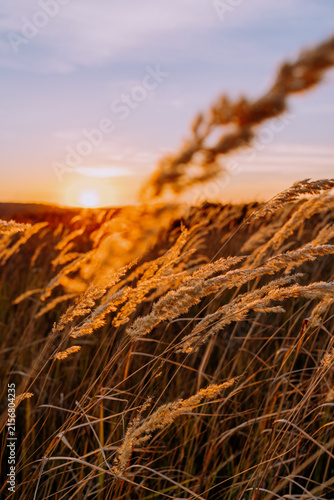 Close-up of golden grass seed heads at sunset