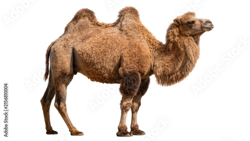 Canvas Print Brown dromedary camel with thick fur, isolated on transparent background