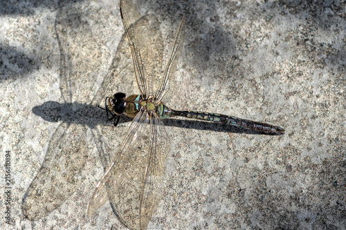 Photography A lifeless dragonfly on a stone path with discoloured black eyes.