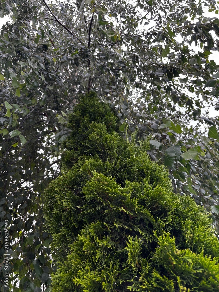 Fototapeta premium trees in the forest
