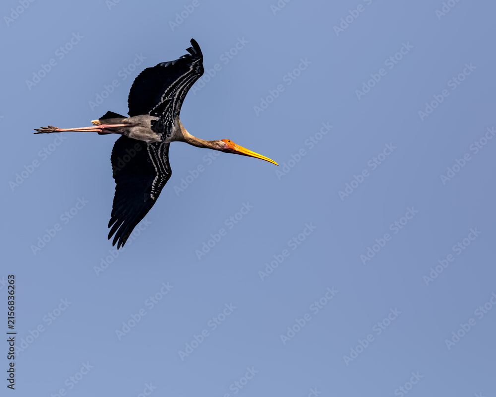 Naklejka premium Painted Storks