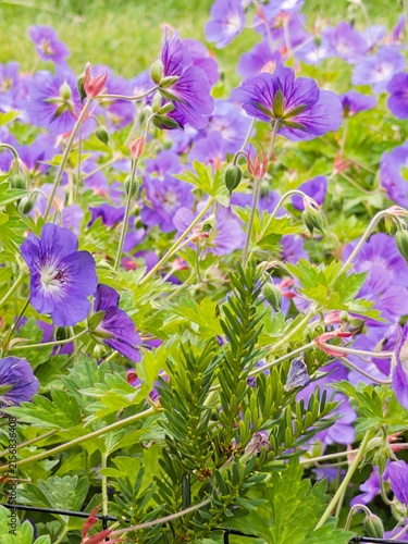 lush garden display of purple cranesbill flowers, geranium sylvaticum