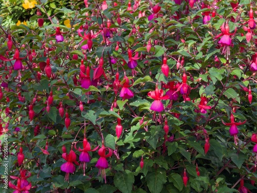 hardy fuchsia in dappled sunlight blooming profusely - red with some coral red parts and red-violet parts