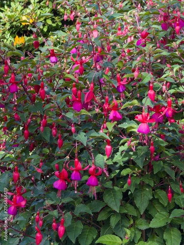 hardy fuchsia blooming profusely - a large garden plant