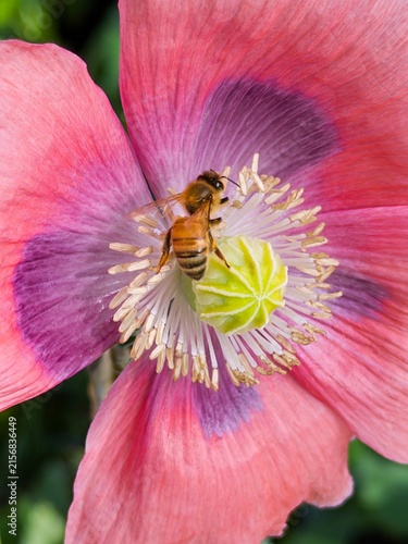 a bee gathering pollen on the center of a pink poppy with purple accents