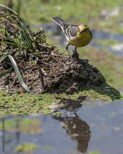 A Yellow wagtail