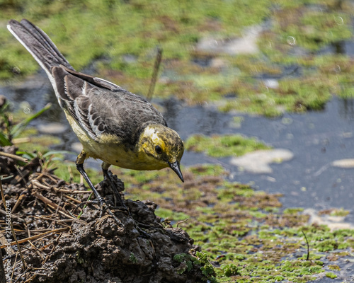 A Yellow wagtail