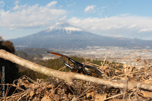 A Hercules beetle on a branch against a scenic, blurred background of Mount Fuji and town in Fujinomiya, Shizuoka, Japan. Horizontal shot.