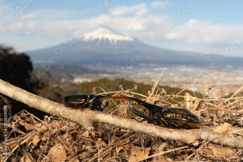 A Hercules beetle (Dynastes hercules) and a Japanese rhinoceros beetle (Allomyrina dichotoma) interact on a branch against a blurred Mount Fuji background in Shizuoka, Japan.