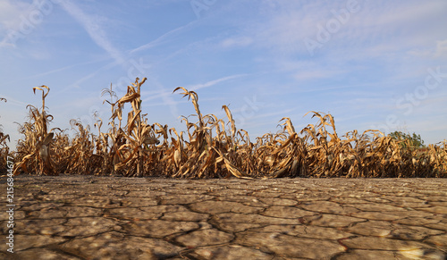 Konstfotografi drought Agricultural dried corn plantation drought; concept of drought limate im