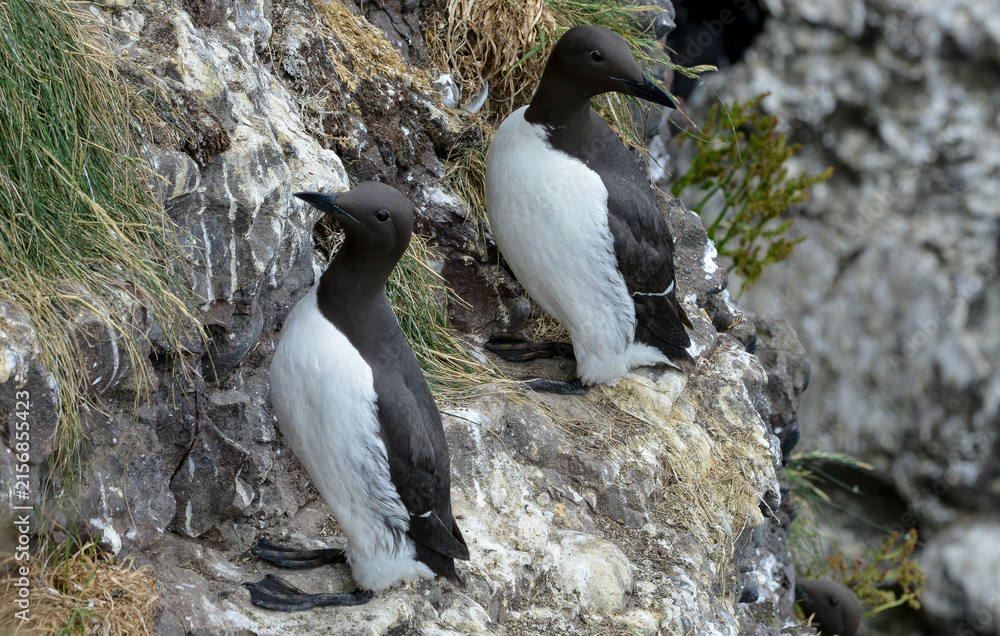 Fototapeta premium Guillemot de Troïl