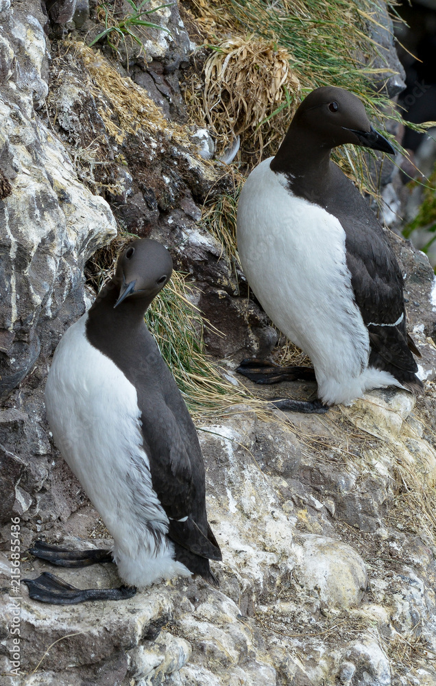 Fototapeta premium Guillemot de Troïl