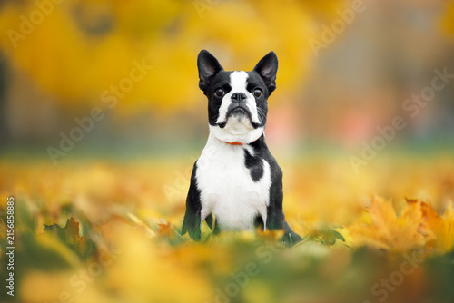 Obraz na plátně cute boston terrier dog sitting on fallen leaves in the park in autumn