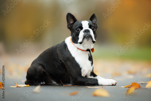 Obraz na płótnie boston terrier dog lying outdoors in autumn