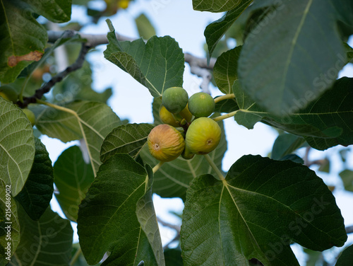 Fresh figs on a fig tree