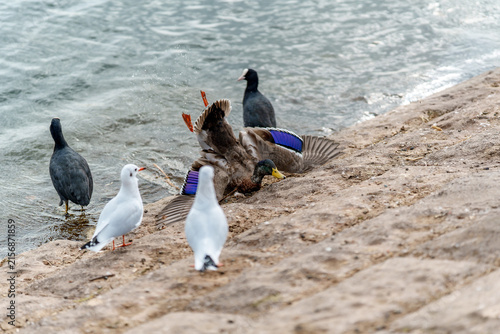 Foto Mallard Duck Tumbling with Feet in the Air on Lakeshore Funny Moment