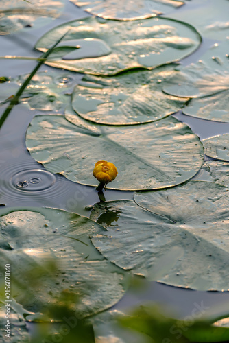 Photography Yellow Water Lily Blooming Among Lily Pads on a Calm Pond at Golden Hour
