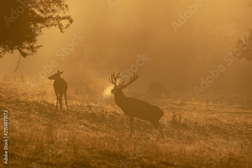 Red Deer Stag Silhouette with Visible Breath in Golden Dawn Mist During Autumn Rut