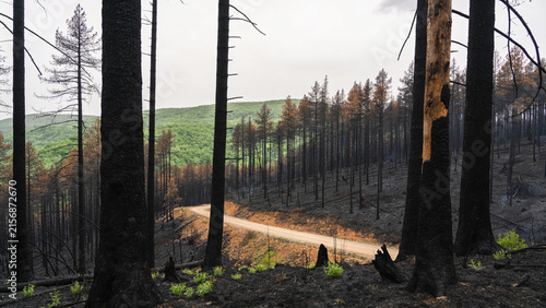 Wildfire Aftermath