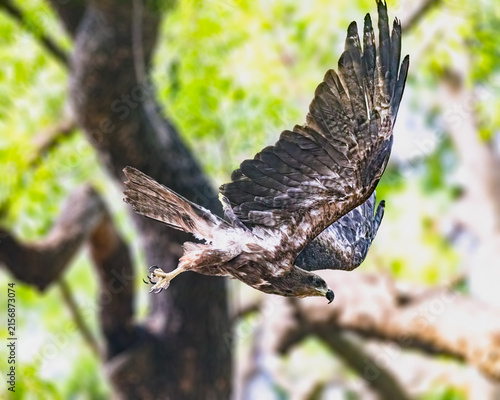 Obraz na plátně A Black Kite