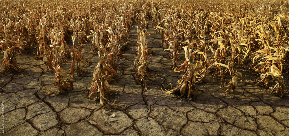 Fototapeta premium drought Agricultural dried corn plantation drought; concept of climate impact on agriculture Severe drought crop failure concept dry parched earth in dead agricultural field Cracked land soil
