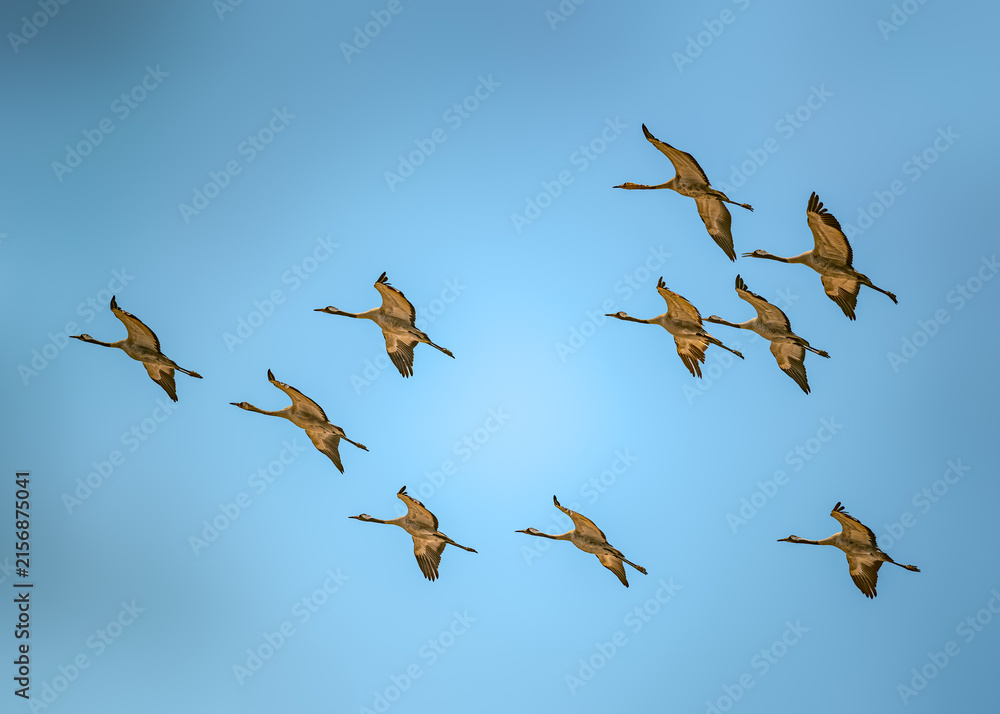 Naklejka premium A flock of common cranes