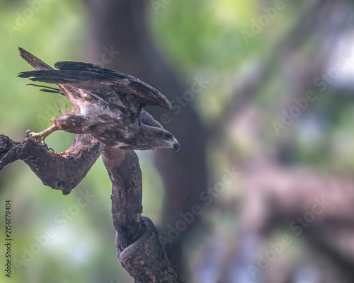 Фотография A Black Kite
