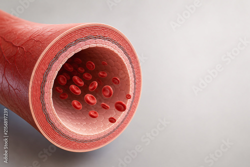 Healthy Artery Cross Section With Free Flowing Blood