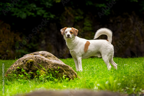 Obraz na płótnie Jack Russel Terrier